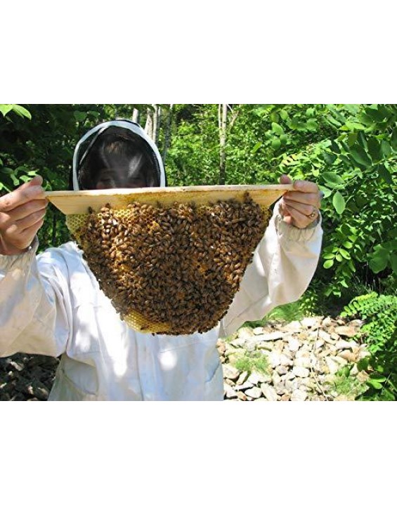 Gold Star Honeybees Top Bar Hive Beekeeping kit