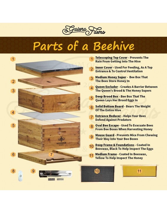 Hoover Hives 10 Frame Bee Hive Starter Kit for Bee Keepers - Langstroth Beehive Kit Comes with 2 Honey Bee Hives Boxes That are Coated in 100% Naturally Organic Beeswax (Fully Assembled)